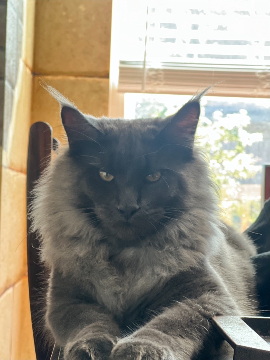 Smokey — large solid blue Maine Coon male in loaf position with commanding golden eyes