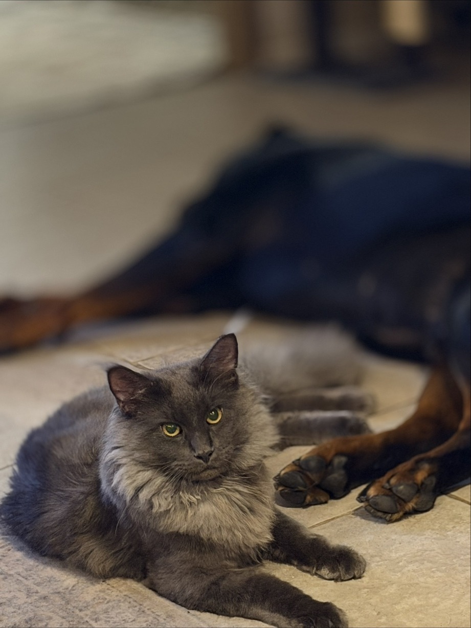 Smokey with the family dog — showing his gentle temperament
