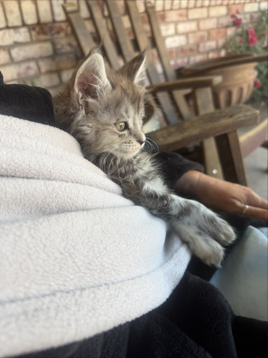 Stormy as a tiny kitten — showing her beautiful blue silver torbie markings