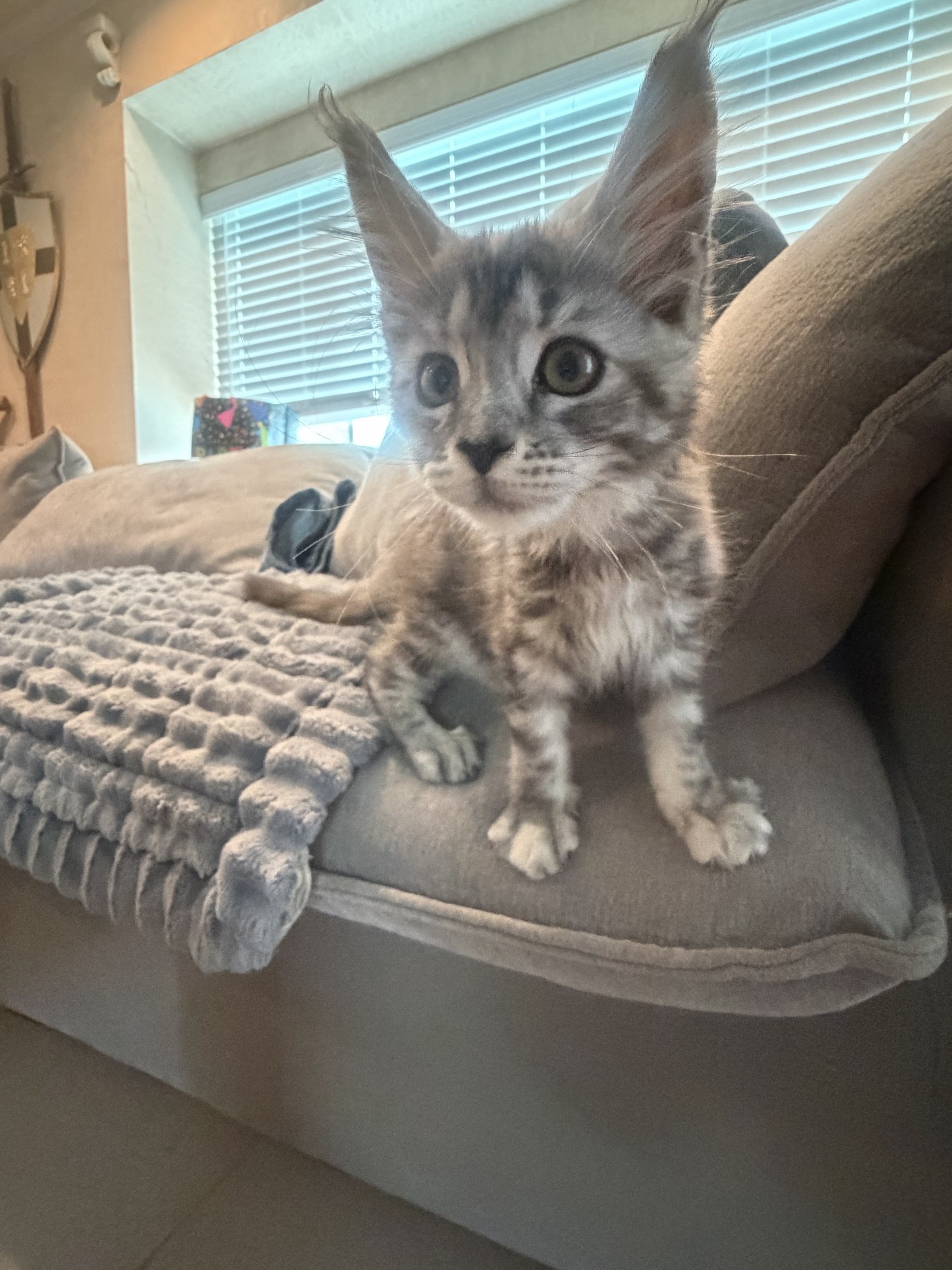 Stormy — blue silver torbie Maine Coon kitten with stunning lynx-tipped ears