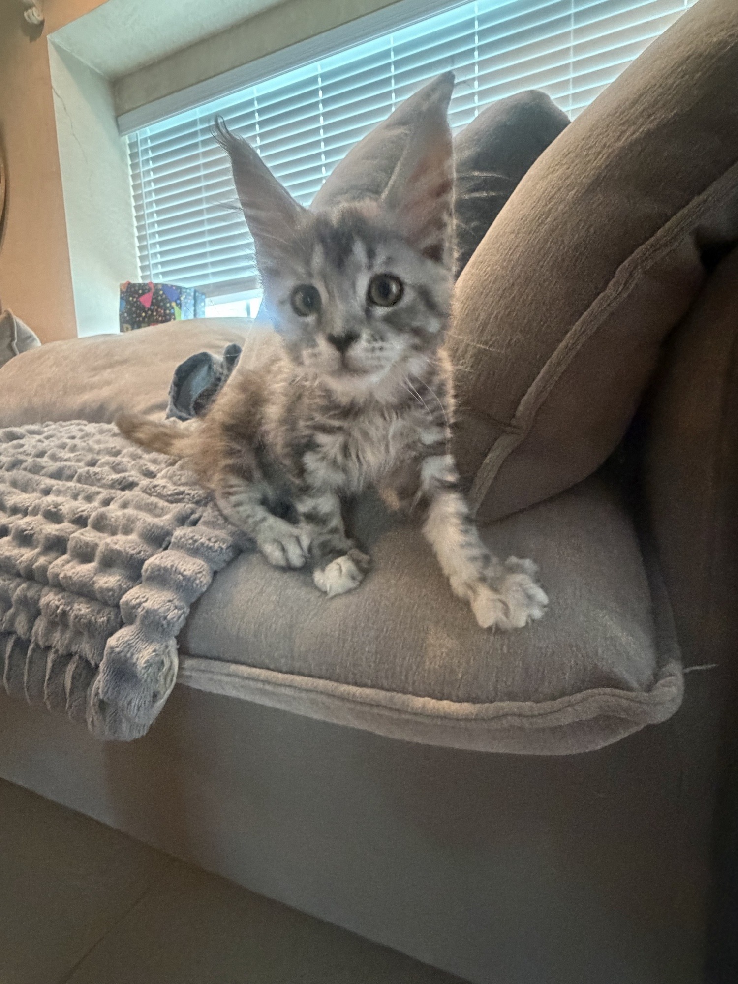 Stormy in profile showing her beautiful torbie coat
